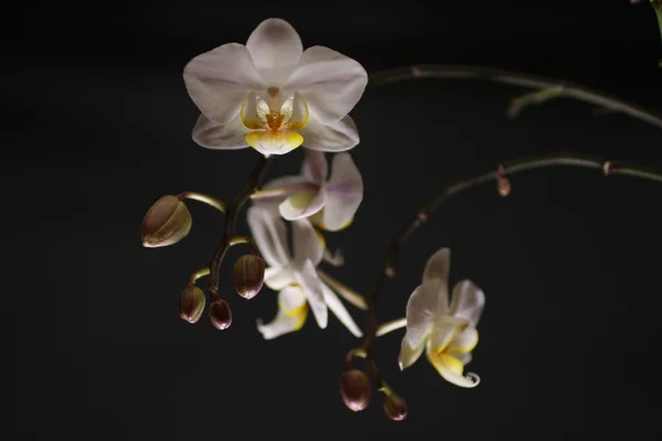 Orquídea branca — Fotografia de Stock