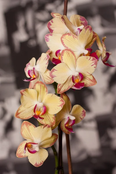 Orquídea amarela — Fotografia de Stock