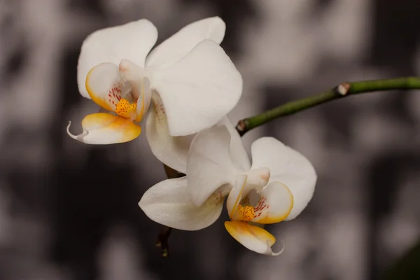 Bílá orchidej — Stock fotografie