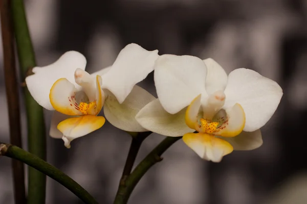 Orquídea branca — Fotografia de Stock