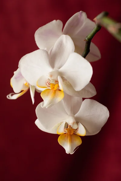 White orchid on red background