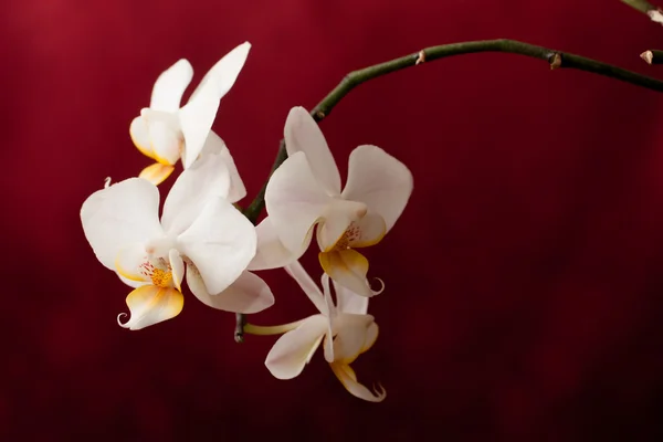 White orchid on red background