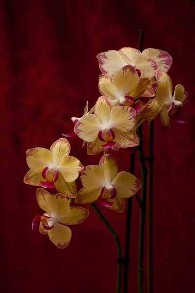 Yellow orchid on red backgroind — Stock Photo, Image