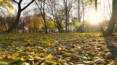 Parkta ya da ekimde, sonbahar boyunca güneş ışınlarıyla ağaçların altın yaprakları arasında bir yürüyüş. Ormanda ya da çayırda sonbahar yaprakları arasında bir yürüyüş. Altın yeşillik..