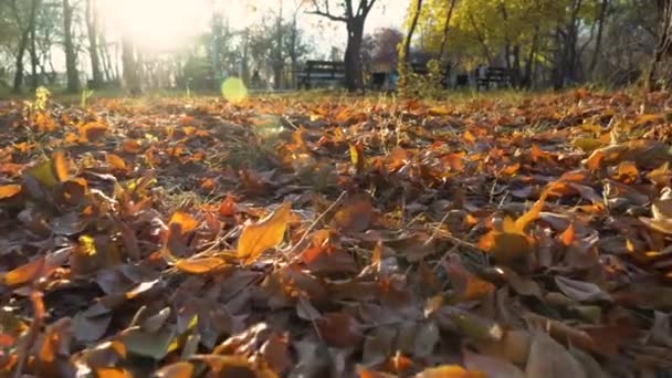 Walk Park Square October Autumn Golden Foliage Trees Rays Sun — Stock Video