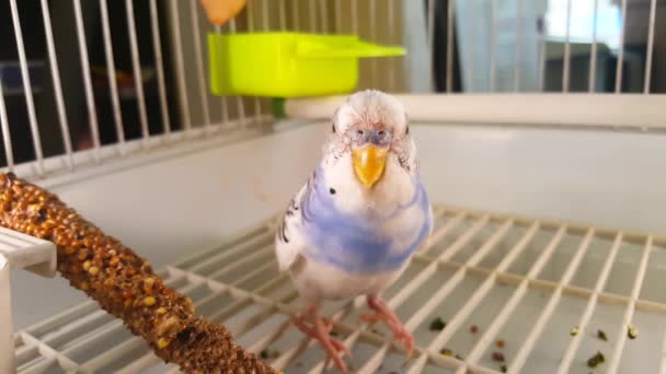 Bir Mavi Beyaz Muhabbet Kuşu Şarkı Söyler Yakından Konuşur Konuşan — Stok video