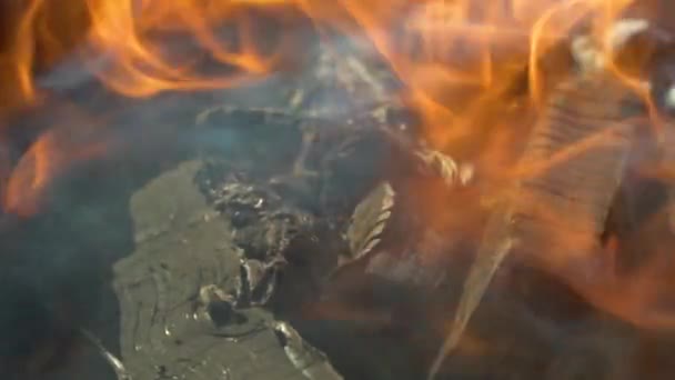 Płonące Gałęzie Las Trawy Powolny Film Ogniu Płomieniach Ognisko Drewno — Wideo stockowe
