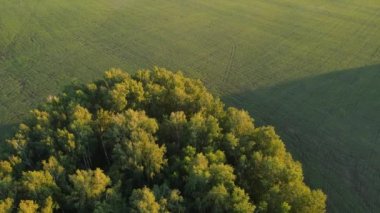 A clearing in the middle of the forest. The forest is surrounded by agricultural fields and meadows. Aerial view of a dense forest. Agricultural field. Beautiful landscape. Shooting from a drone