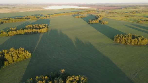 Aerialne Zielone Pole Lasy Łąki Tereny Leśne Położone Polu Rolniczym — Wideo stockowe
