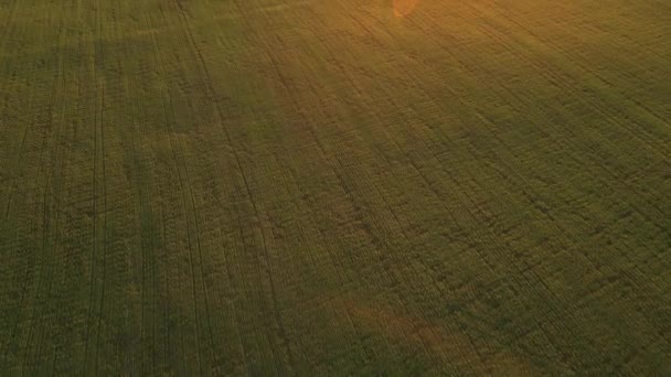 Ladang Aerial Agricultural Dengan Lahan Pertanian Ditabur Tanaman Besar Dengan — Stok Video