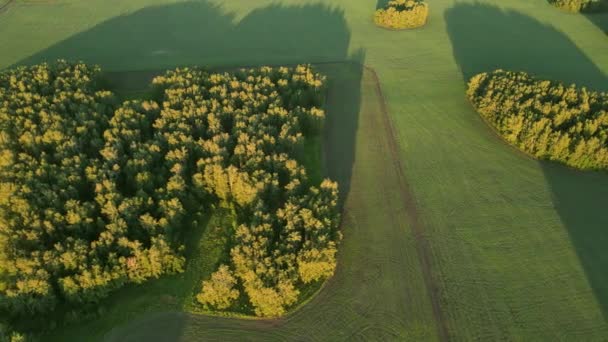 Aerial Grüne Wiesen Und Wälder Waldgrundstücke Auf Einem Landwirtschaftlichen Feld — Stockvideo