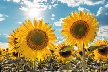 A picture of an advertisement for sunflower and vegetable oil. Sunflower fields and meadows. Backgrounds  and screensavers with large blooming sunflower buds with the rays of the sun. Sunflower seeds