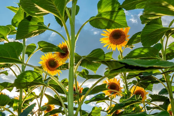 A picture of an advertisement for sunflower and vegetable oil. Sunflower fields and meadows. Backgrounds  and screensavers with large blooming sunflower buds with the rays of the sun. Sunflower seeds