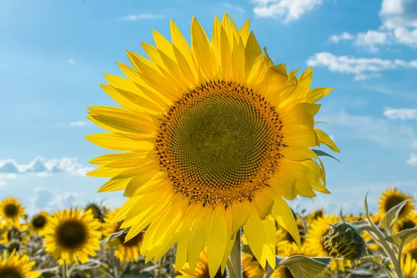 Picture Advertisement Sunflower Vegetable Oil Sunflower Fields Meadows Backgrounds Screensavers — Stock Photo, Image