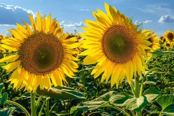 A picture of an advertisement for sunflower and vegetable oil. Sunflower fields and meadows. Backgrounds  and screensavers with large blooming sunflower buds with the rays of the sun. Sunflower seeds