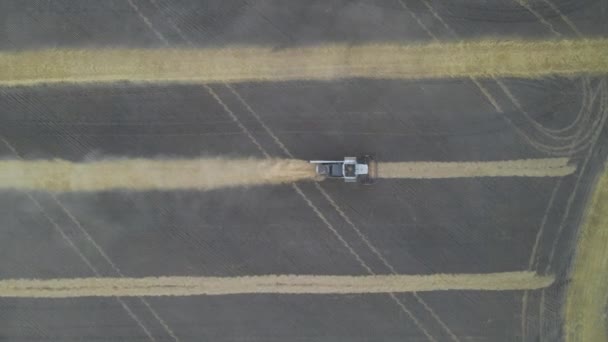 Harvesting Grain Crops Harvesting Wheat Oats Barley Fields Ranches Farmlands — ストック動画