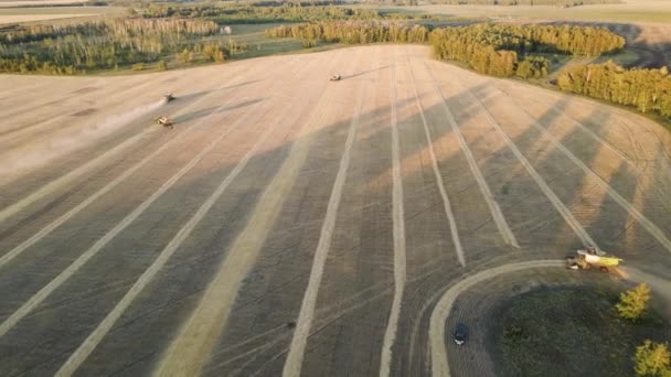 Harvesting Grain Crops Harvesting Wheat Oats Barley Fields Ranches Farmlands — Stock Video