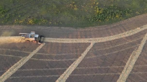 Harvesting Grain Crops Harvesting Wheat Oats Barley Fields Ranches Farmlands — Vídeos de Stock