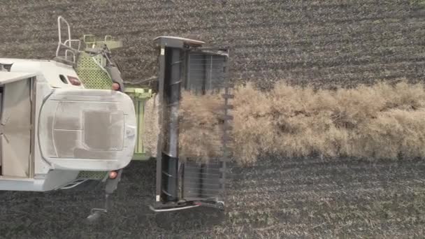 Harvesting Grain Crops Harvesting Wheat Oats Barley Fields Ranches Farmlands — Stockvideo