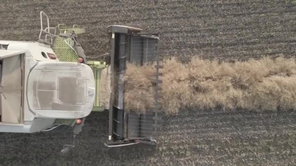 Harvesting Grain Crops Harvesting Wheat Oats Barley Fields Ranches Farmlands — Video Stock