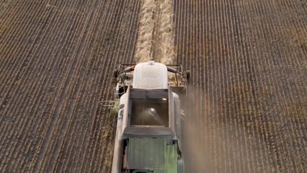 Harvesting Grain Crops Harvesting Wheat Oats Barley Fields Ranches Farmlands — Video Stock