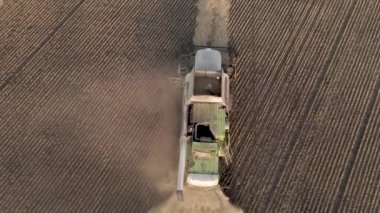 Moscow,Russia-08.24.2022:Harvesting wheat,oats and barley in fields, ranches and agricultural lands.Tractor transports wheat in the field.Agro-industrial complex.Wheat harvesting machine.Wheat Field