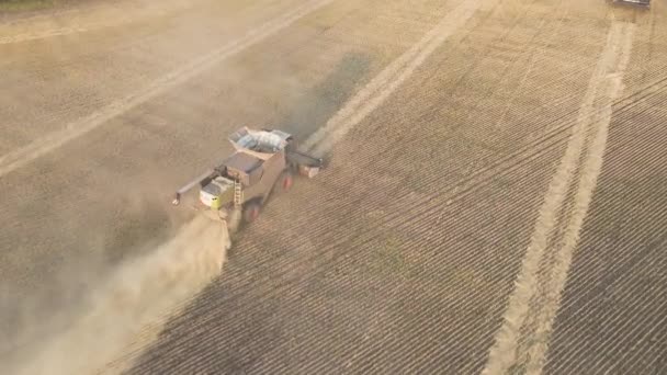 Moscow Russia 2022 Harvesting Wheat Oats Barley Fields Ranches Agricultural — Stok video