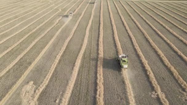 Moscow Russia 2022 Harvesting Wheat Oats Barley Fields Ranches Agricultural — Vídeo de stock