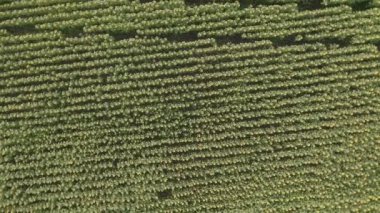 A video of an advertisement for sunflower and vegetable oil. Sunflower fields and meadows. Backgrounds  and screensavers with large blooming sunflower buds with the rays of the sun. Sunflower seeds