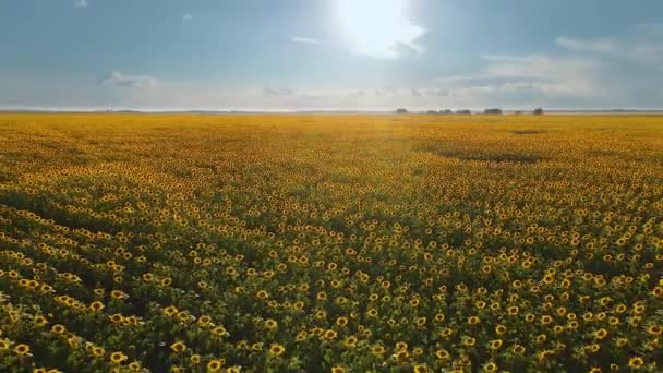 Video Advertisement Sunflower Vegetable Oil Sunflower Fields Meadows Backgrounds Screensavers – Stock-video