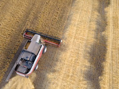 Combines mow wheat in the field.Agro-industry.Combine Harvester Cutting on wheat field.Machine harvest wheat.Harvesting of grain crops.Harvesting wheat,oats and barley in fields,ranches and farmlands