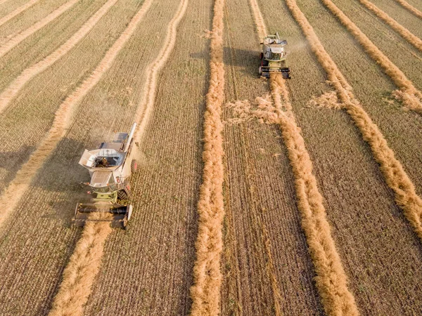 Combines Mow Rapeseed Field Agro Industrial Complex Combine Harvester Cuts — Foto Stock