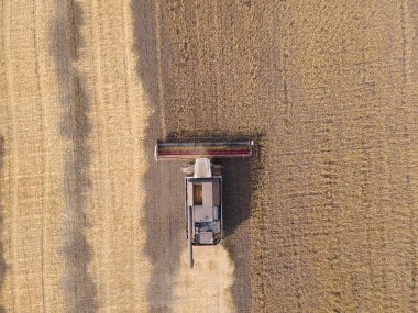 Combines mow wheat in the field.Agro-industry.Combine Harvester Cutting on wheat field.Machine harvest wheat.Harvesting of grain crops.Harvesting wheat,oats and barley in fields,ranches and farmlands