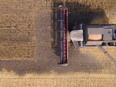 Combines mow wheat in the field.Agro-industry.Combine Harvester Cutting on wheat field.Machine harvest wheat.Harvesting of grain crops.Harvesting wheat,oats and barley in fields,ranches and farmlands