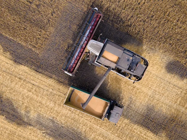 Combines Mow Wheat Field Agro Industry Combine Harvester Cutting Wheat — Photo