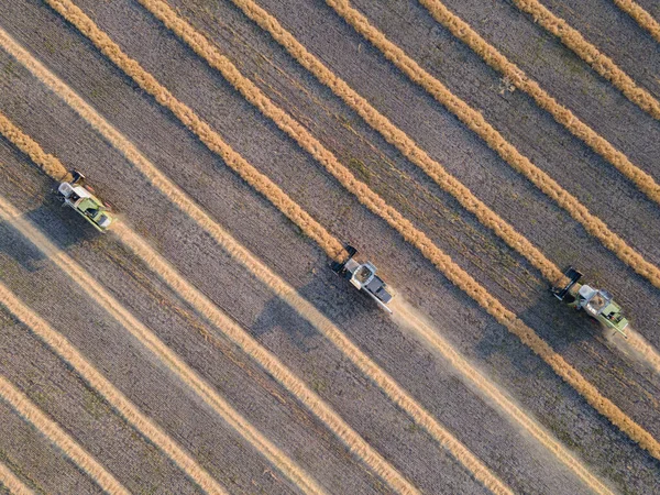 Combines Mow Rapeseed Field Agro Industrial Complex Combine Harvester Cuts — Foto de Stock