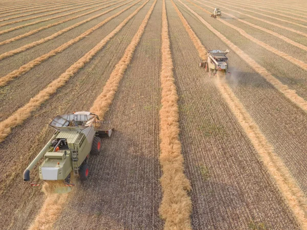 Combines Mow Rapeseed Field Agro Industrial Complex Combine Harvester Cuts — Zdjęcie stockowe
