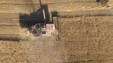 Harvesting of grain crops.Harvesting wheat,oats and barley in fields,ranches and farmlands.Combines mow wheat in the field.Agro-industry.Combine Harvester Cutting on wheat filed.Machine harvest wheat