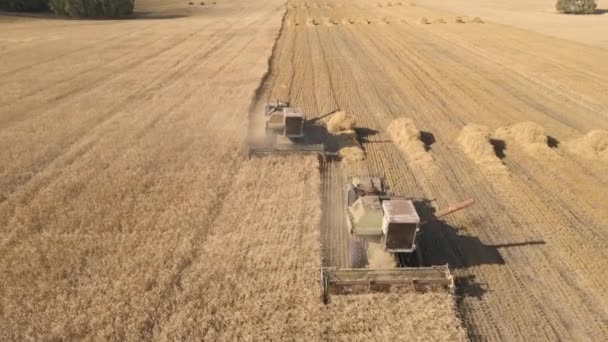 Harvesting Grain Crops Harvesting Wheat Oats Barley Fields Ranches Farmlands — Stock video