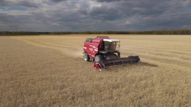 Harvesting Grain Crops Harvesting Wheat Oats Barley Fields Ranches Farmlands — Stock videók