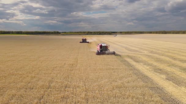 카자흐스탄 Astana 2022 밭에서 농장에서 Combines Mow Maow Wheat Field — 비디오