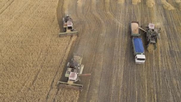 Harvesting Grain Crops Harvesting Wheat Oats Barley Fields Ranches Farmlands — Video Stock