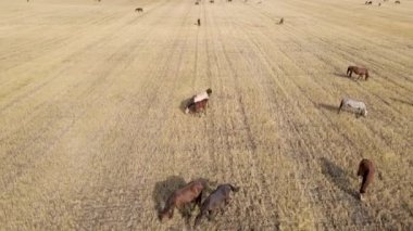 Çayırda otlayan atlar. Yerli çiftlik atları yeşil alanlarda otlayan memelilerdir. Çiftlikte tay yiyen fareler. Leah 'daki vahşi yaşam ve hayvanlar safkan atların çiftlik hayvanları.