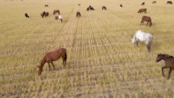 Paarden Grazen Gras Een Weide Huishoudelijke Boerderijpaarden Zijn Zoogdieren Die — Stockvideo