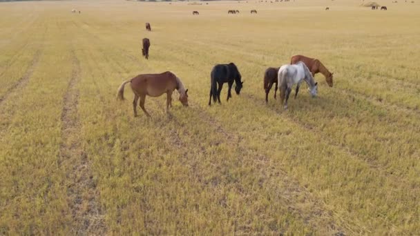 牧草地の馬の放牧草国内の農家の馬は 緑のフィールドでの哺乳類の放牧です 野生動物や野生動物がいます サラブレッドの養殖動物 — ストック動画