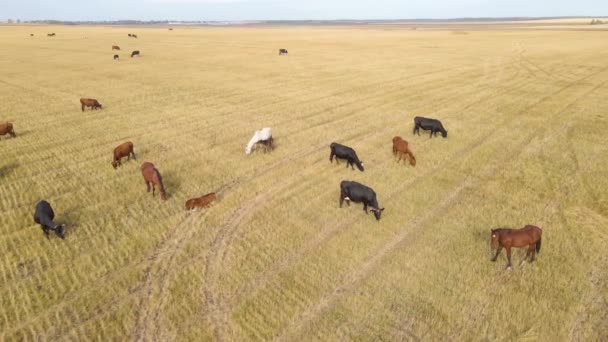 Koně Pasoucí Louce Domácí Farmářští Koně Jsou Savci Pasoucí Zelených — Stock video
