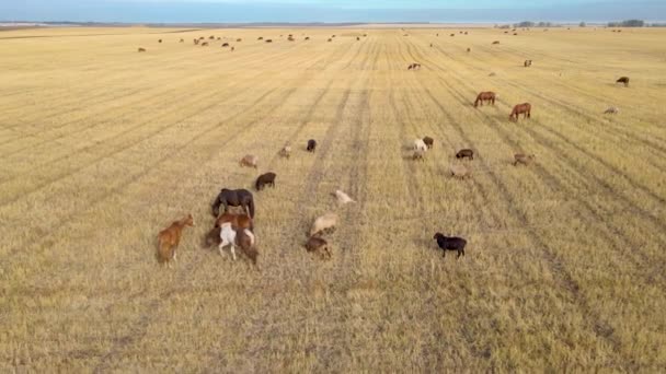 马在草地上吃草 家养的马是在绿地上吃草的哺乳动物 野生动物和树叶动物 纯种马的农场动物 — 图库视频影像