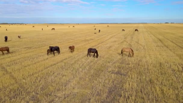 Chevaux Broutant Herbe Dans Une Prairie Les Chevaux Ferme Domestiques — Video