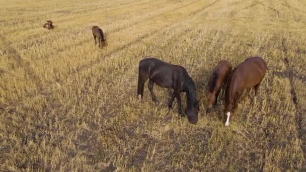 Лошади Пасутся Лугу Домашние Фермерские Лошади Млекопитающие Пасущиеся Зеленых Полях — стоковое видео