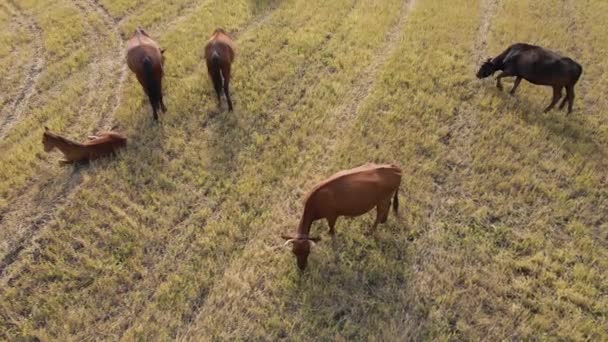 Konie Pasące Się Łące Konie Domowe Ssaki Pasące Się Zielonych — Wideo stockowe